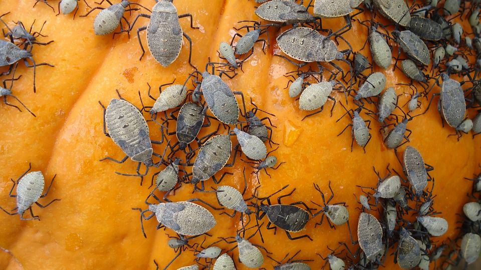 10 Pest Types and Their DIY Solutions - Saverudata.info